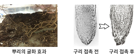 구리에 의한 식물뿌리의 변화